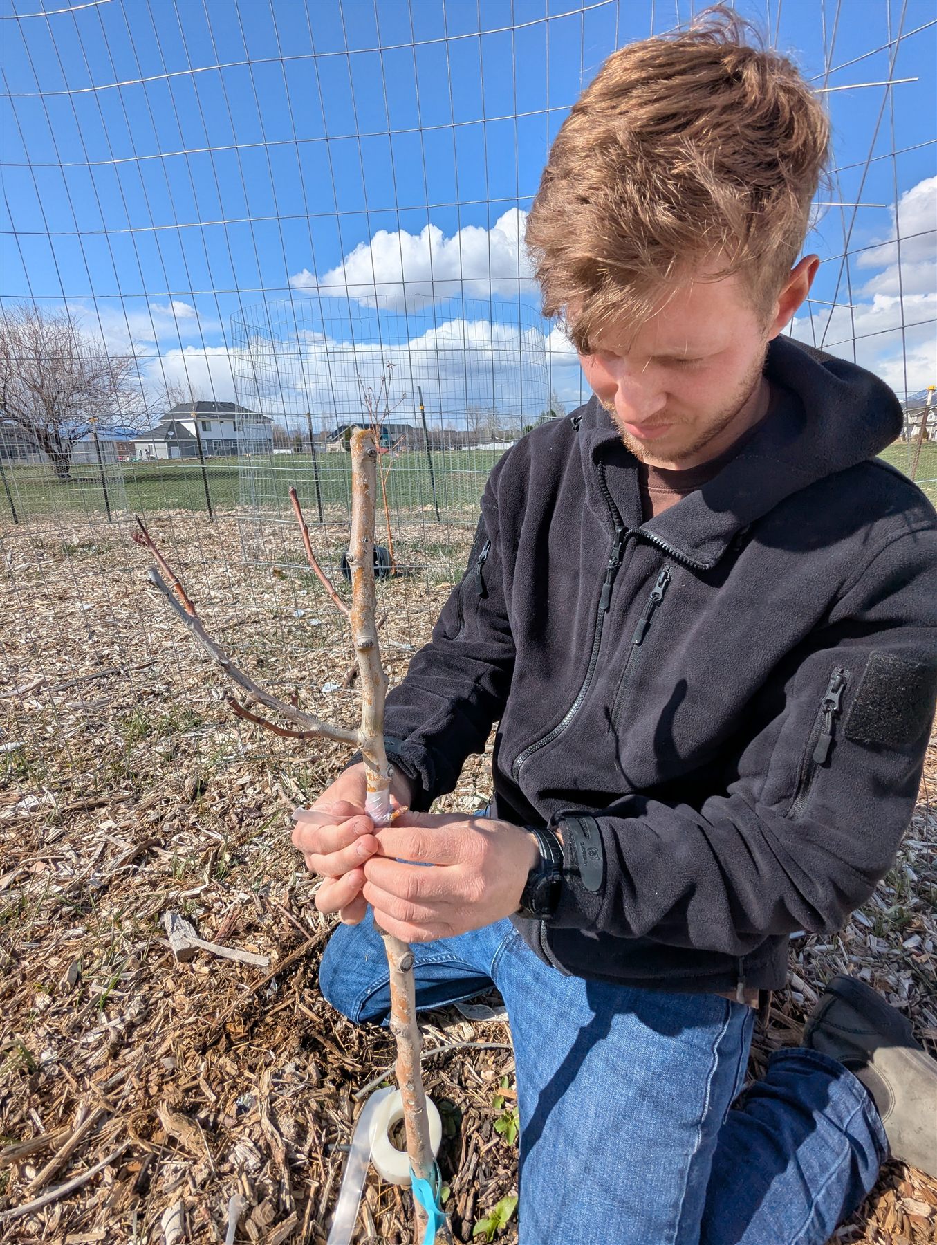 Grafting a fruit tree