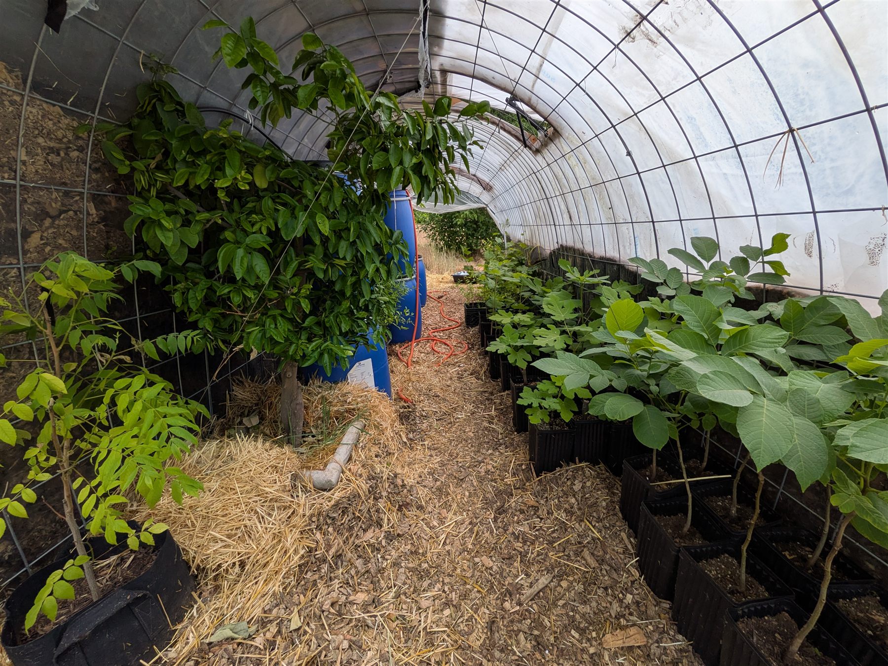 Inside the greenhouse — an overwintered citrus tree alongside fig and nut starts