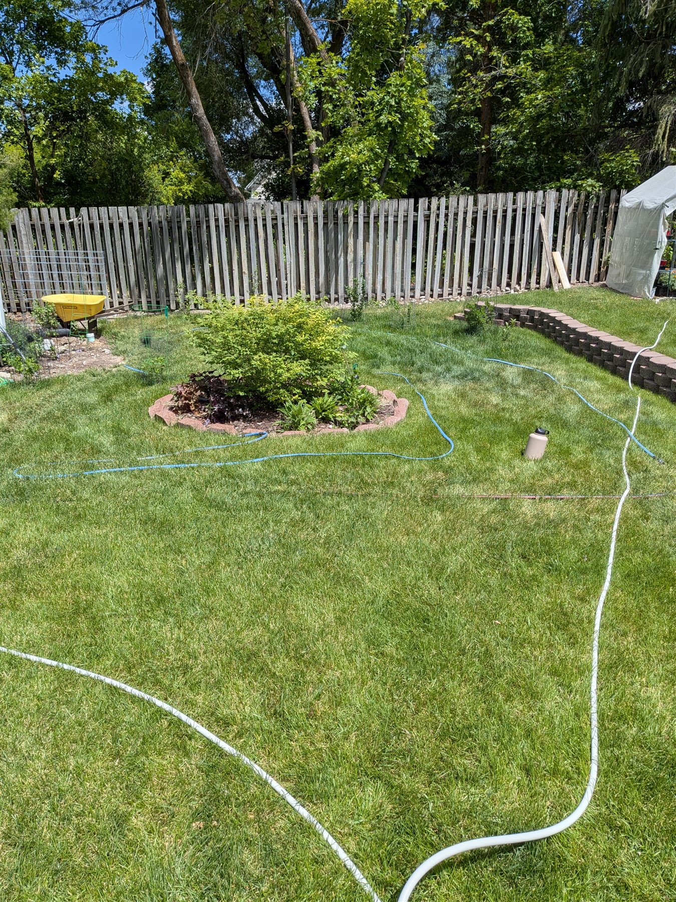 The Berry Garden — freshly planted turf conversion, view 1
