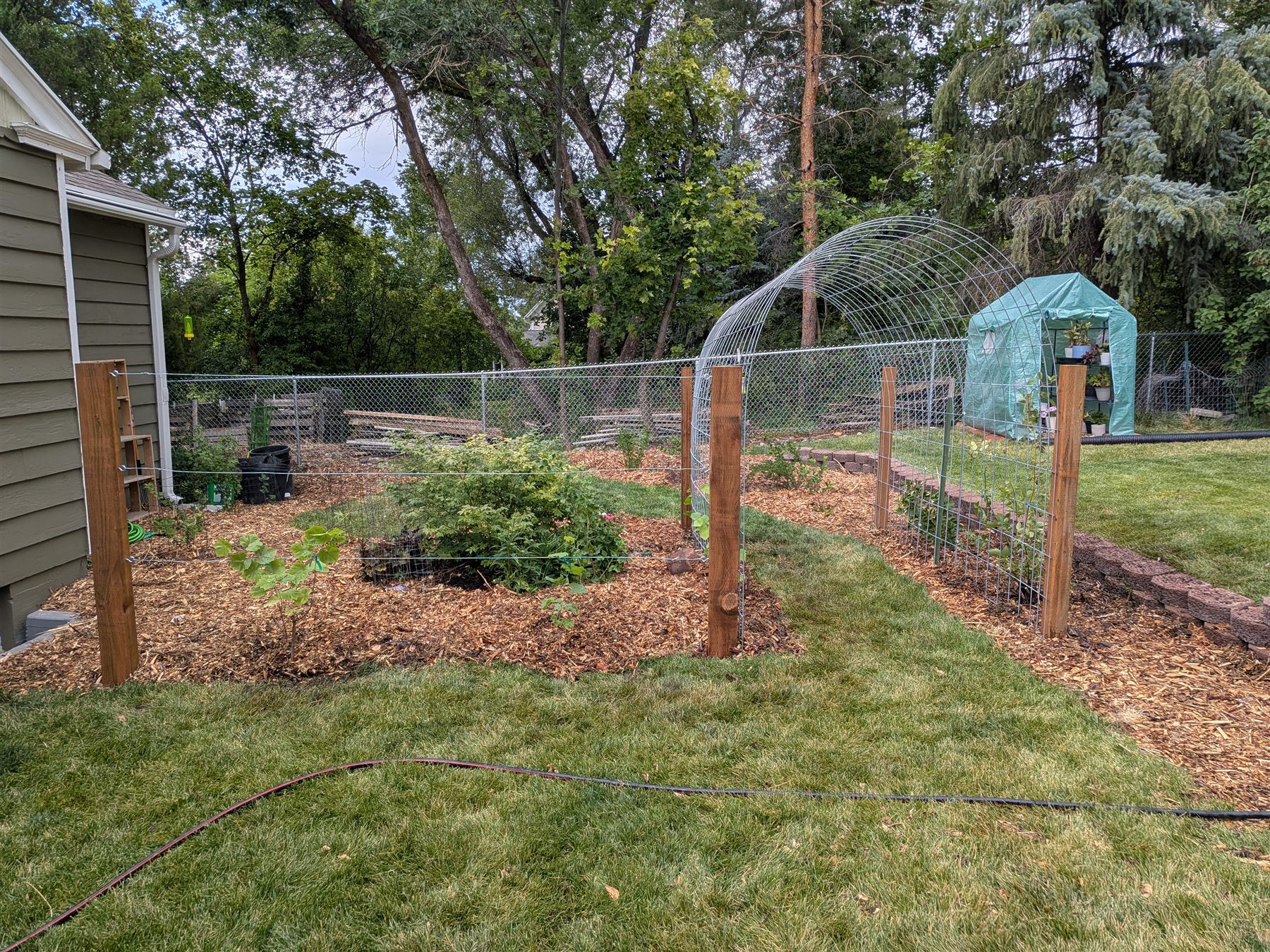 The Berry Garden — freshly planted turf conversion, view 2