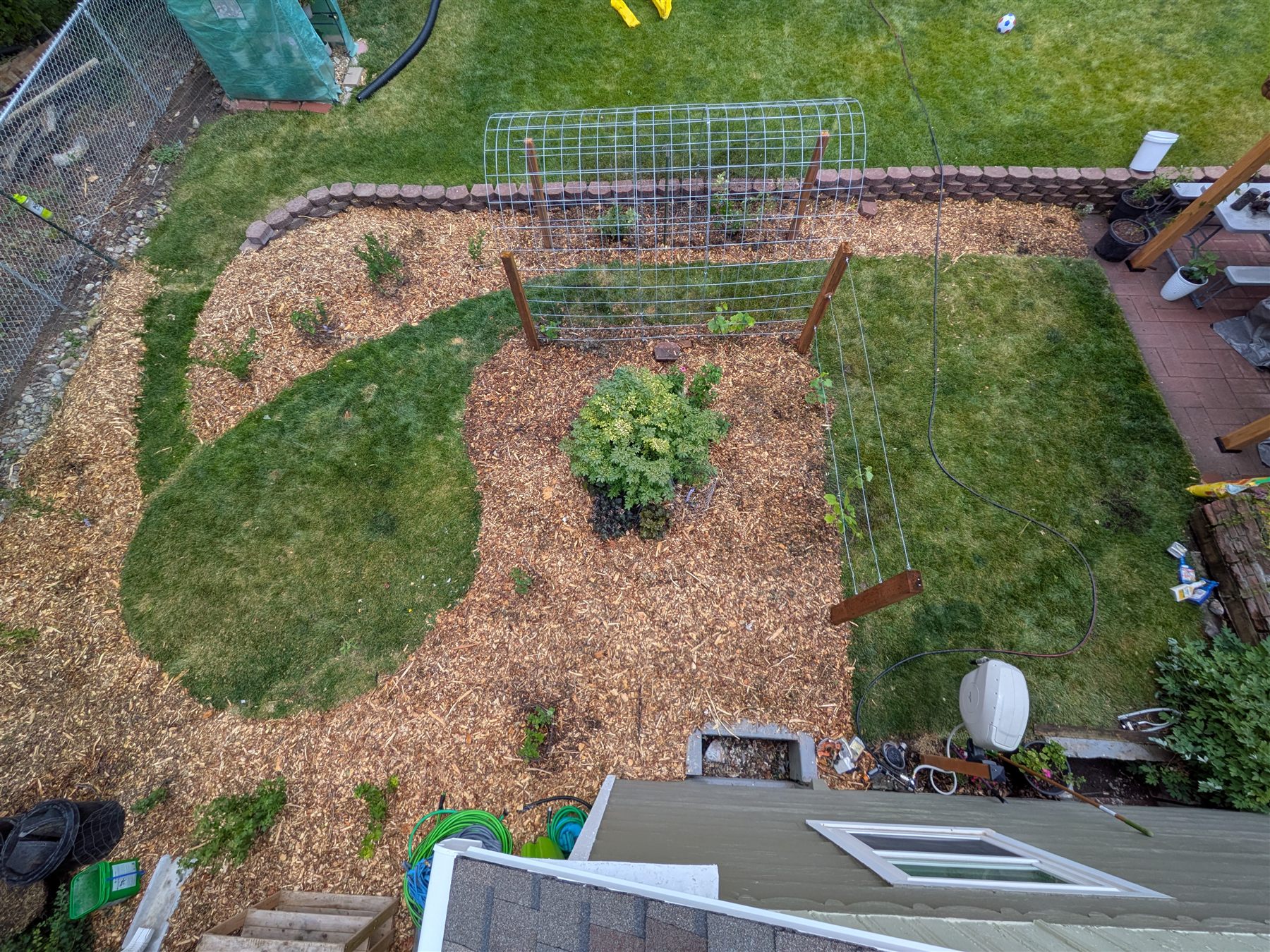 The Berry Garden — freshly planted turf conversion