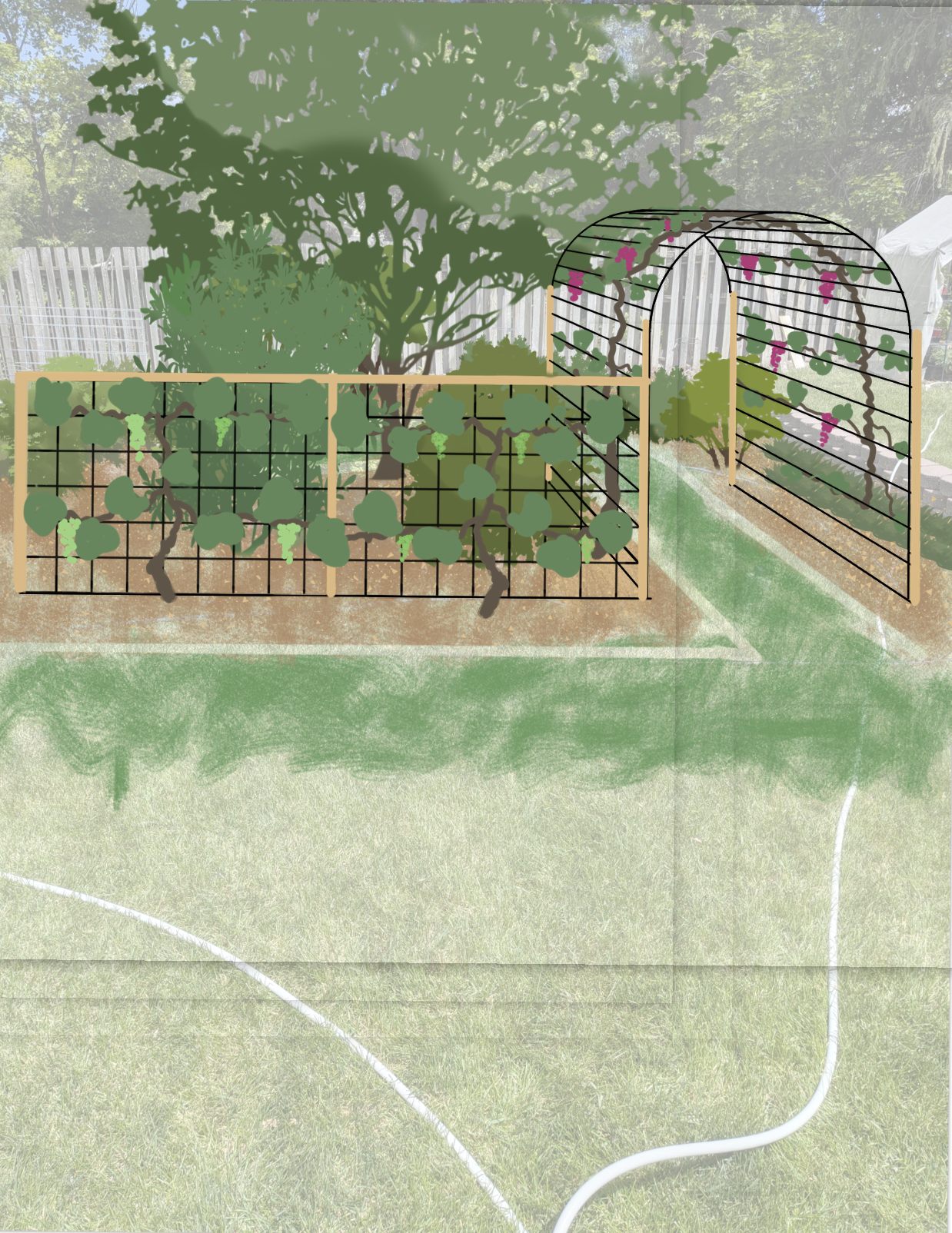 The Berry Garden — freshly planted turf conversion, view 5