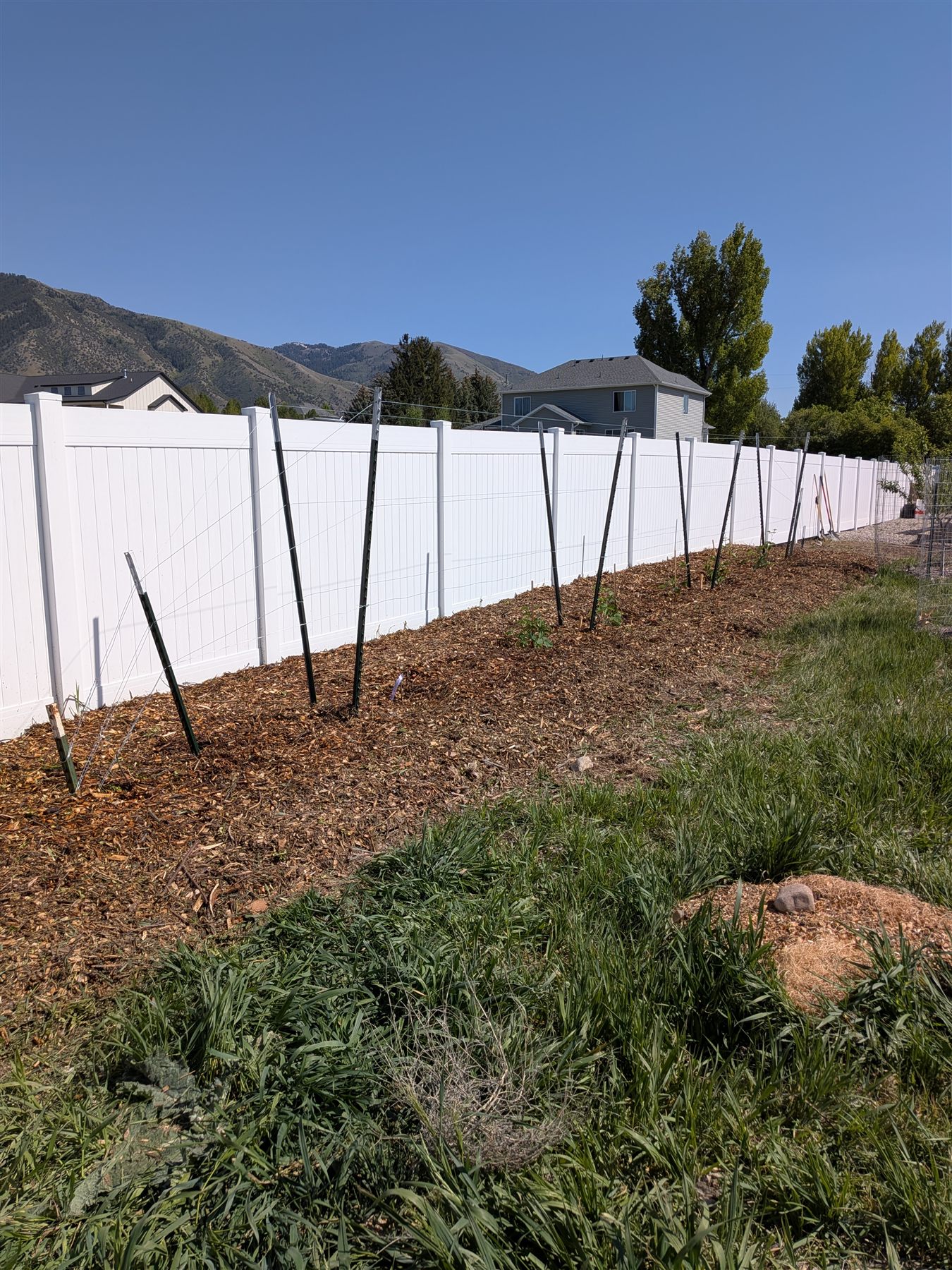 Blackberry Row — V-trellis and blackberry planting