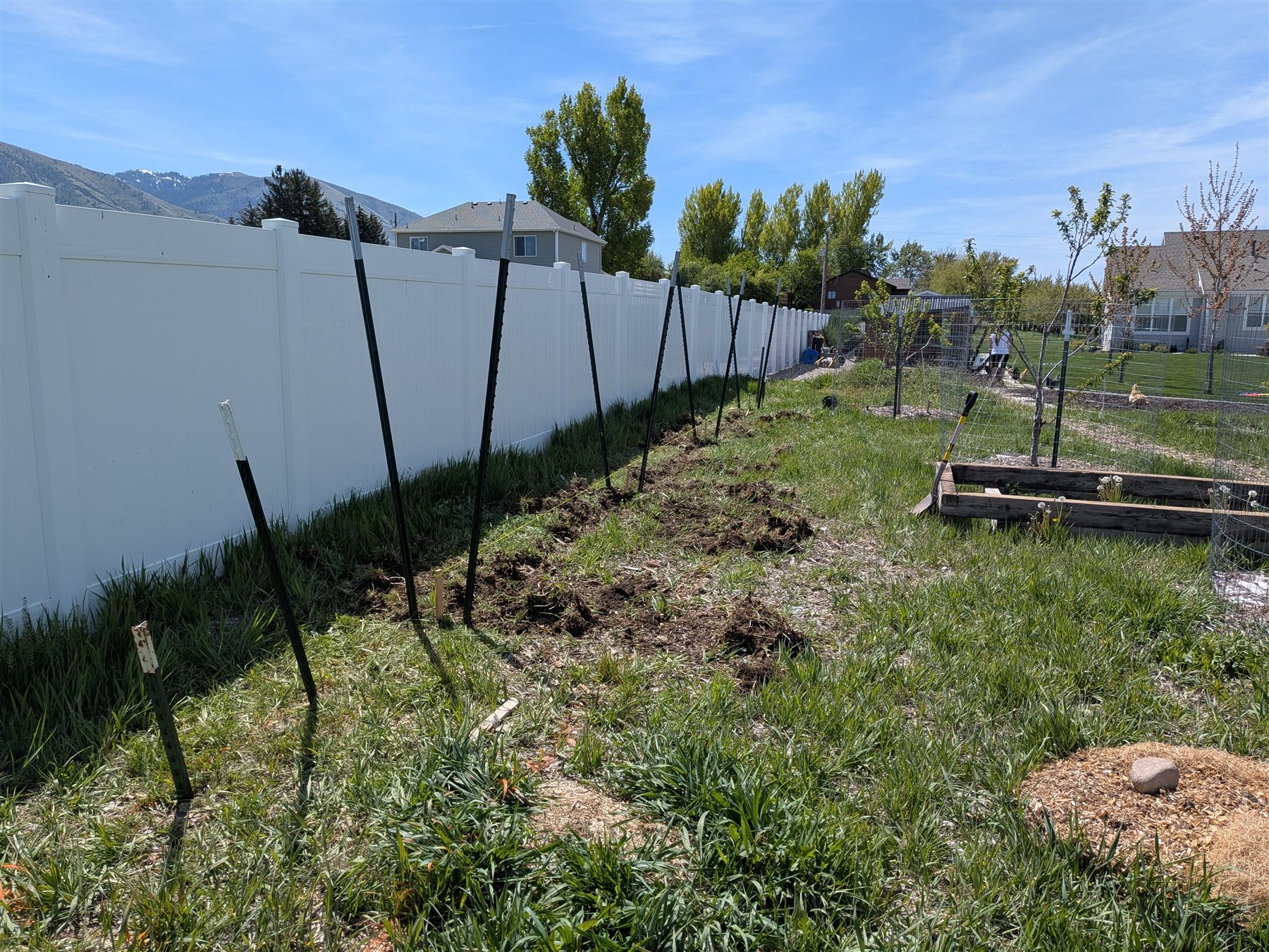 Blackberry Row — V-trellis and blackberry planting, view 2