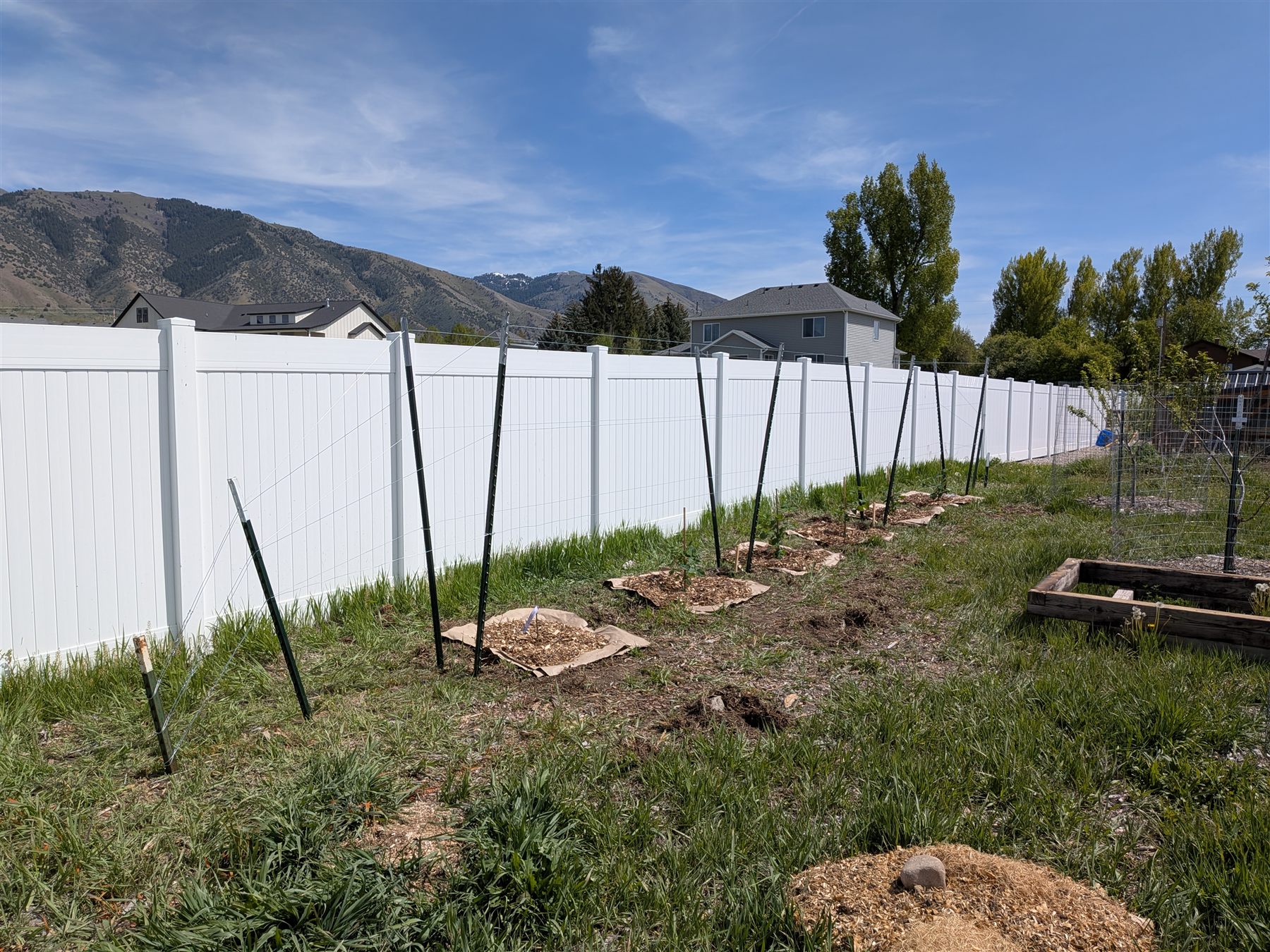 Blackberry Row — V-trellis and blackberry planting, view 3