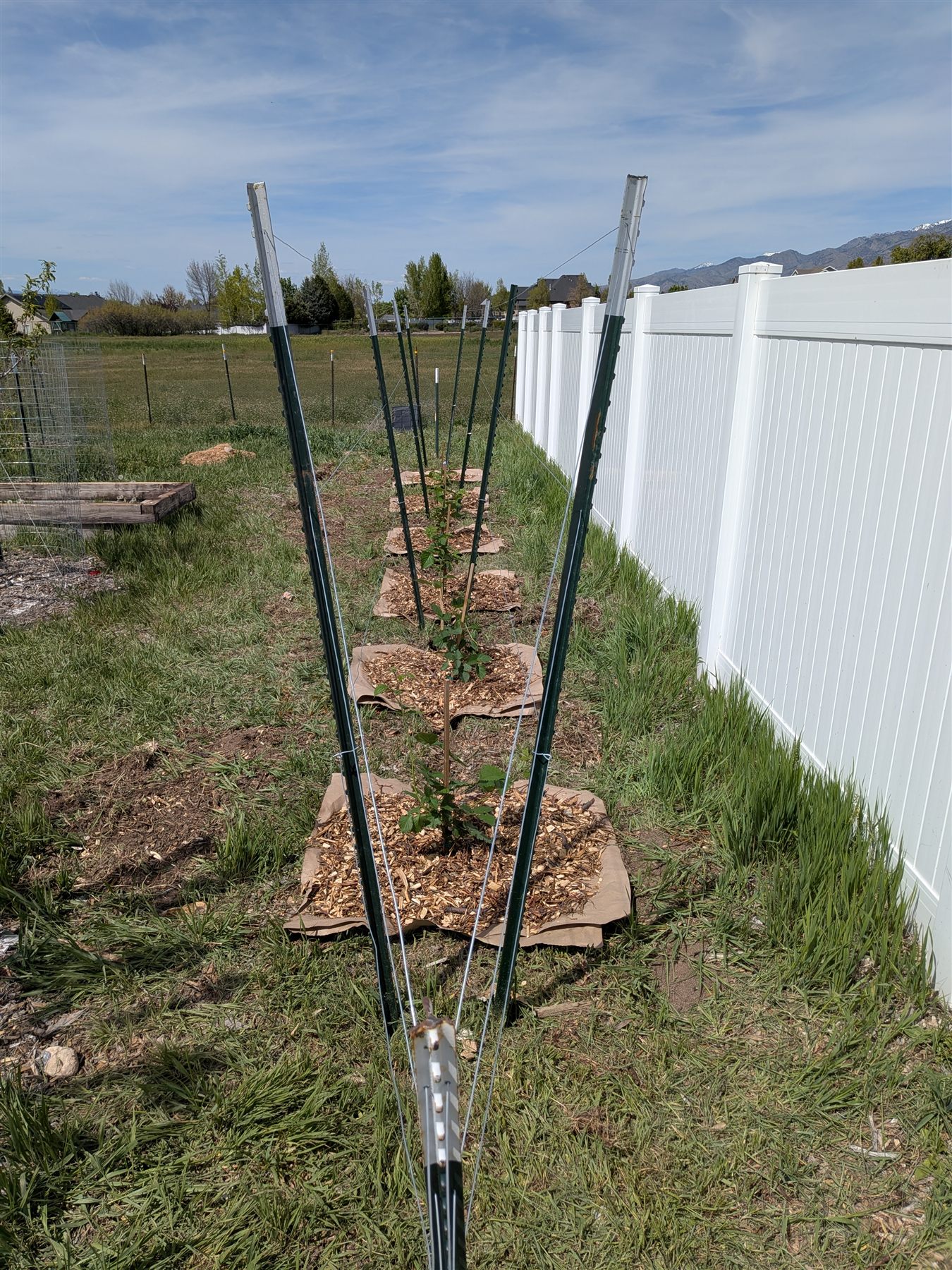 Blackberry Row — V-trellis and blackberry planting, view 4