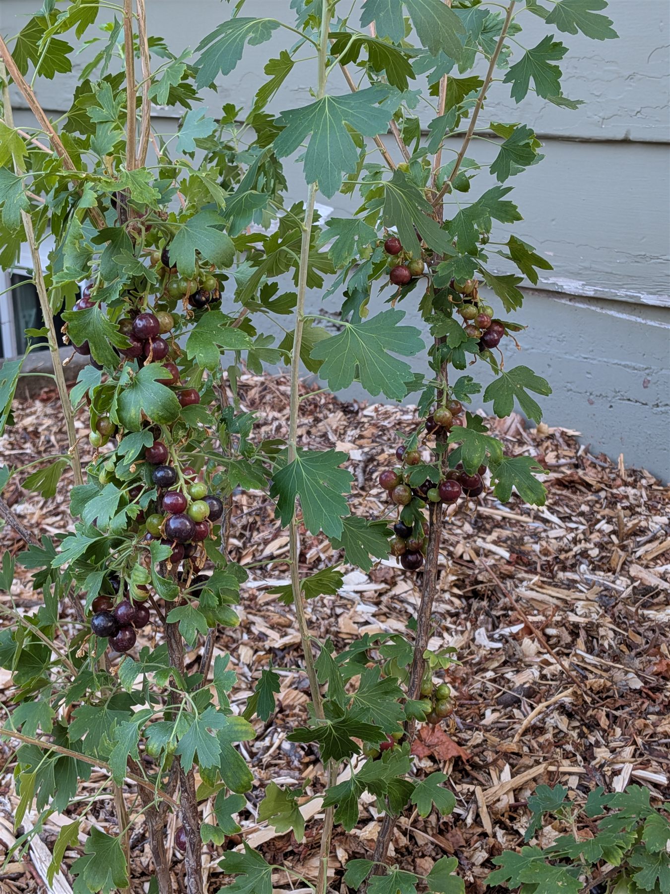 Black currants ripening on the cane in the first season
