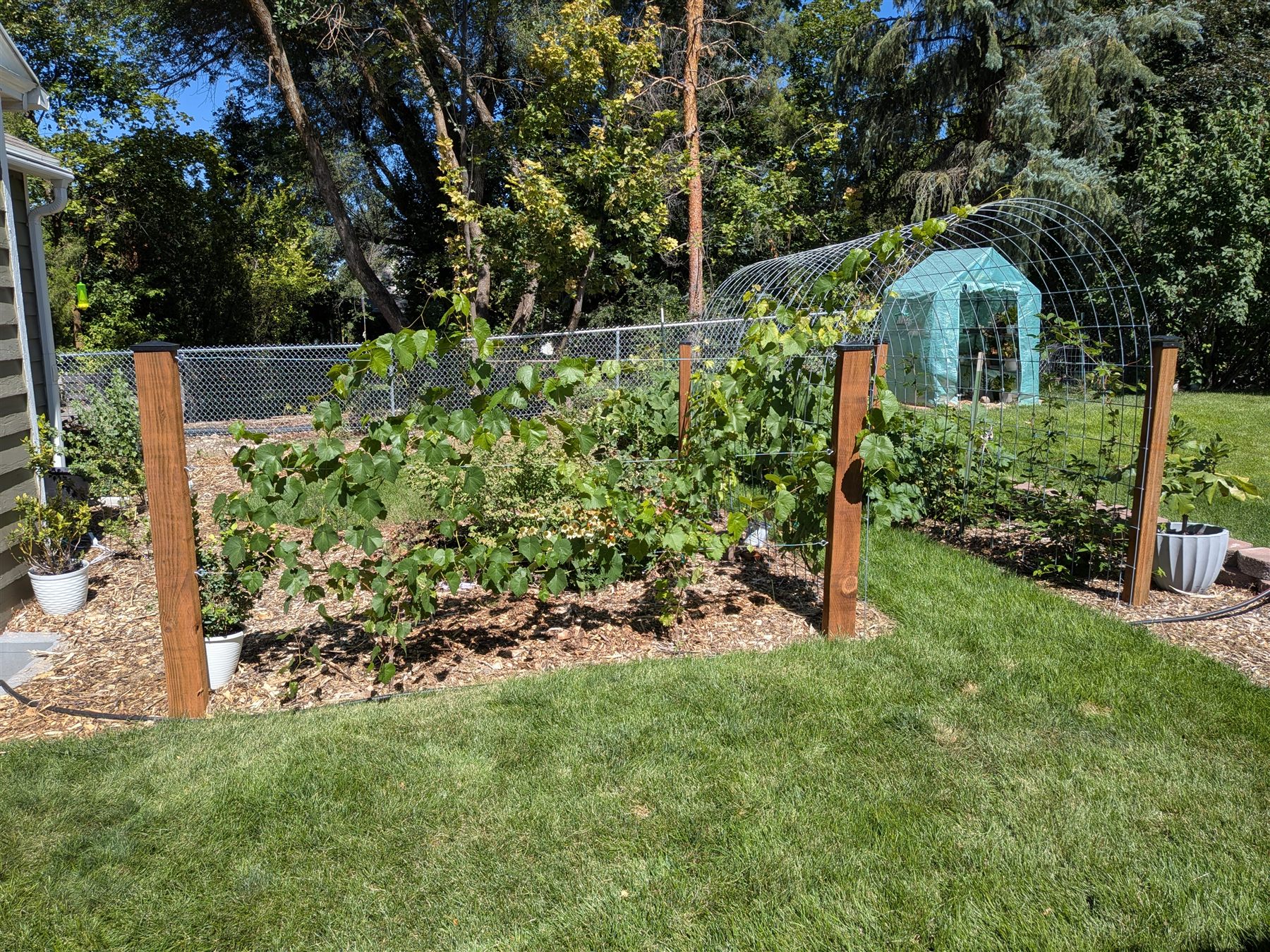 The Berry Garden filled in by September — grapes climbing the wire trellis between cedar posts