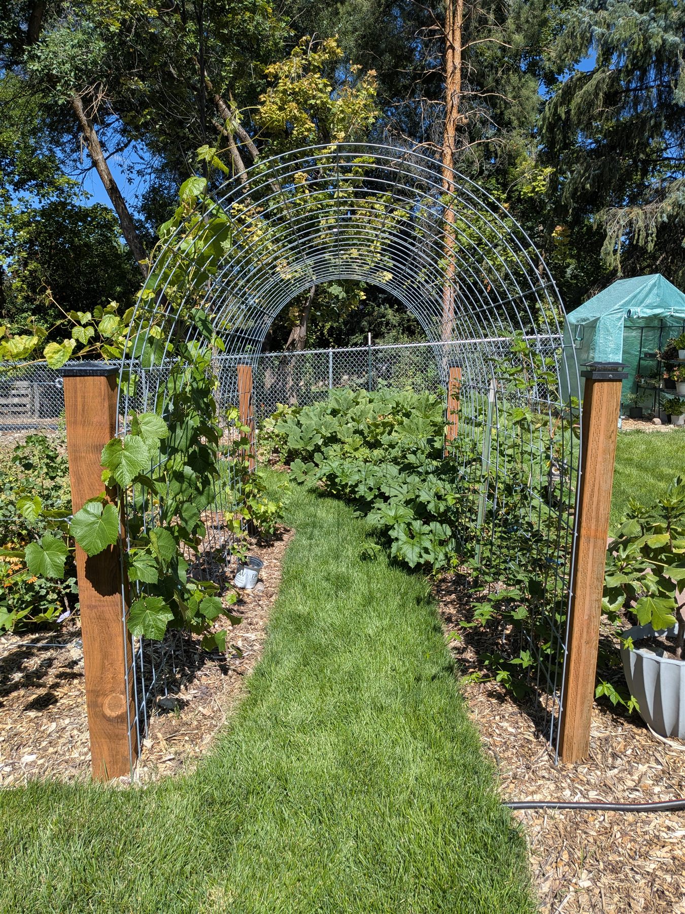 Grapevines trained over the arched trellis above the grass path
