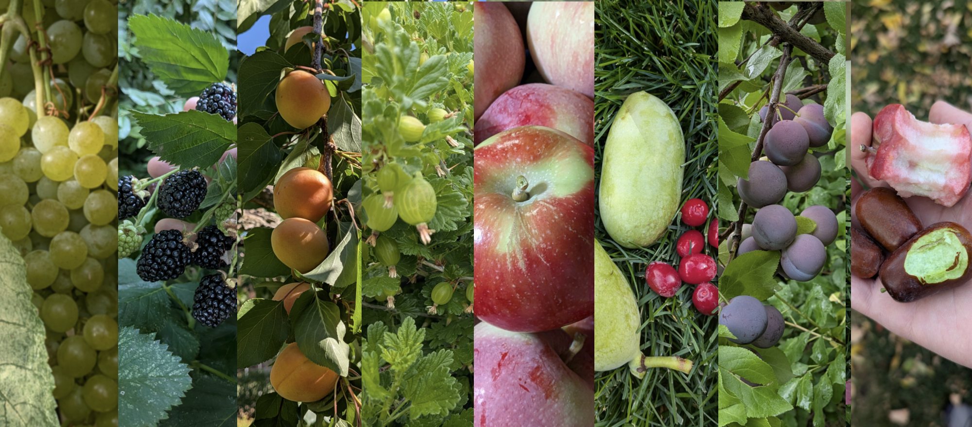 Plums, raspberries, blackberries, gooseberries, cranberries, apples, grapes and jujubes grown in Cache County