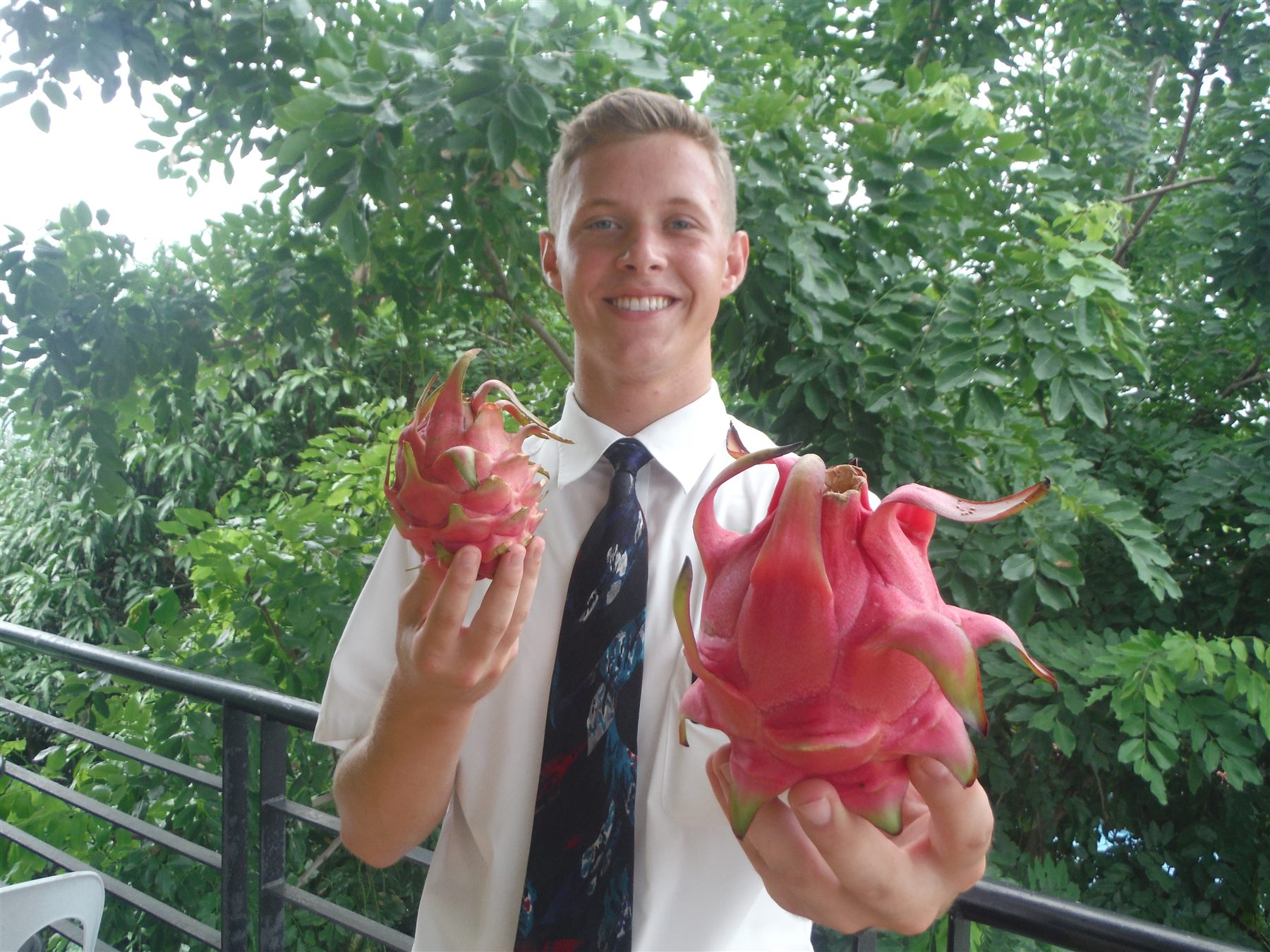 Holding two freshly harvested dragonfruit in the Philippines